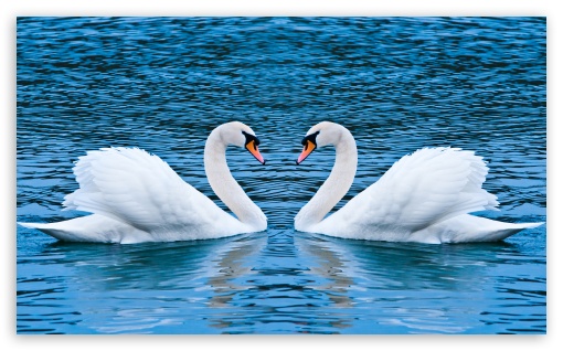 Two swan clipart wallpaper