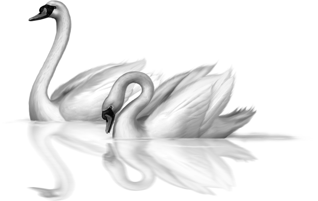 Two white swans clip art 0