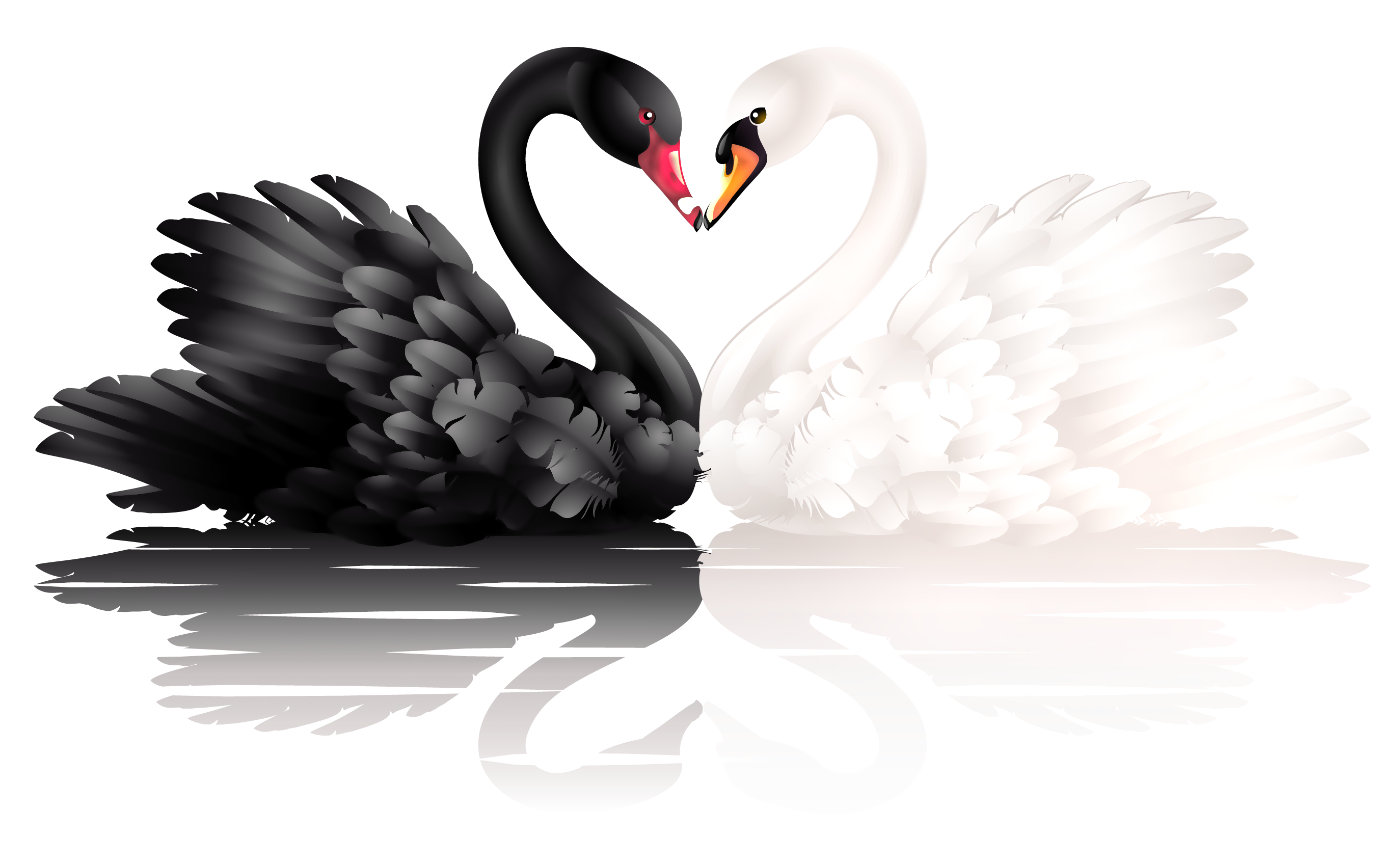 White and black swans with heart shape clipart 0
