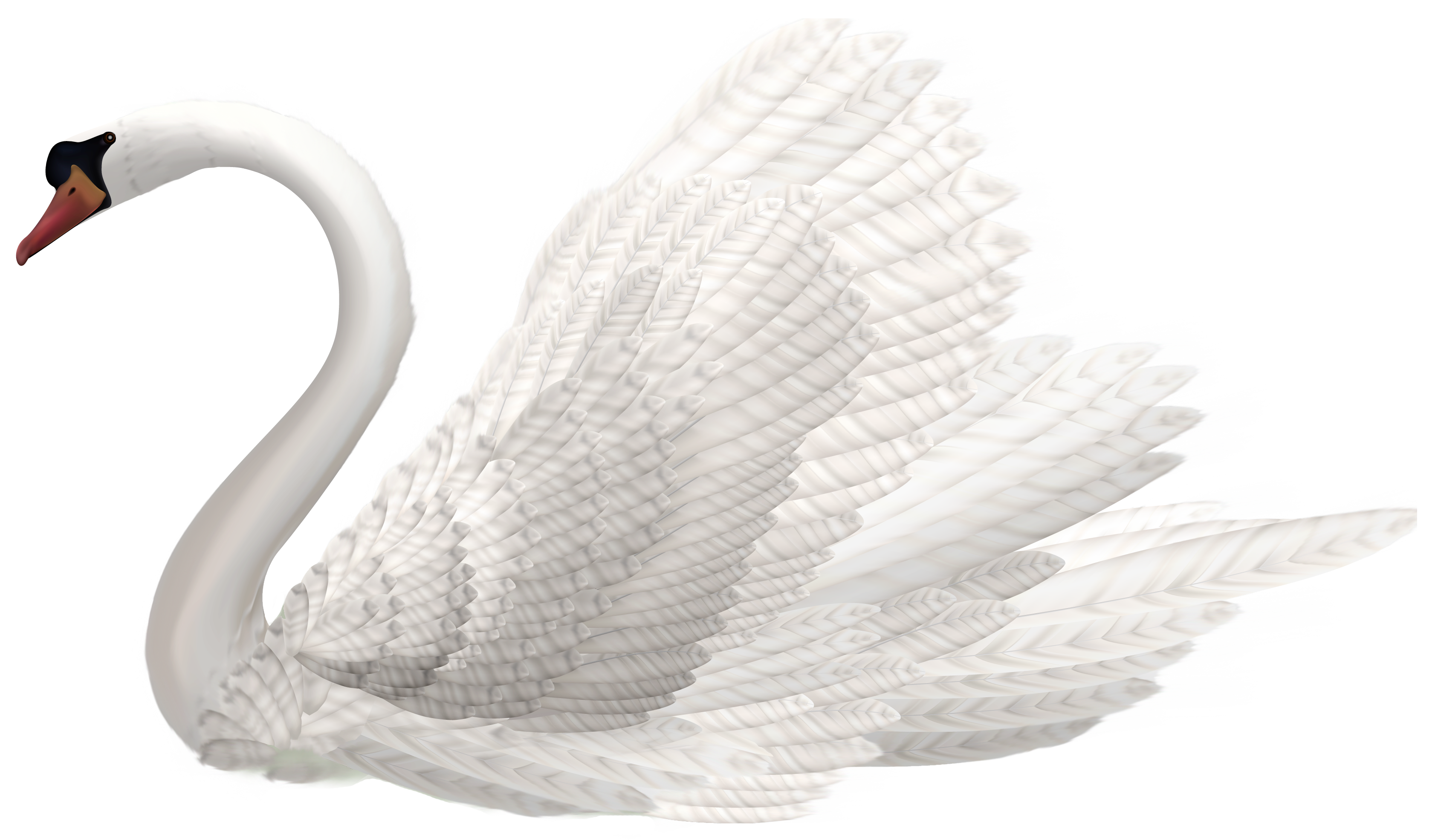 White swan clipart image the clipart