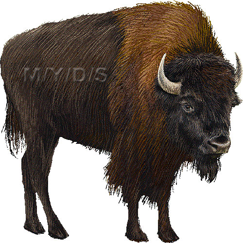 American bison american buffalo clipart graphics free clip art