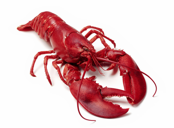 Boiled lobster free images at vector clip art