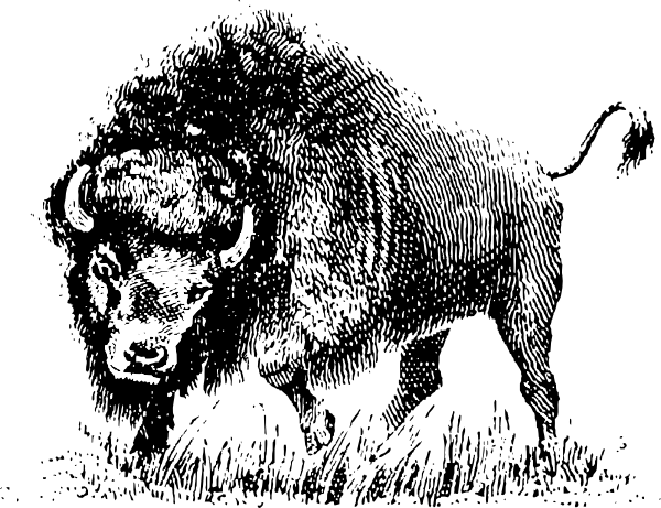 Buffalo clip art at vector clip art 2