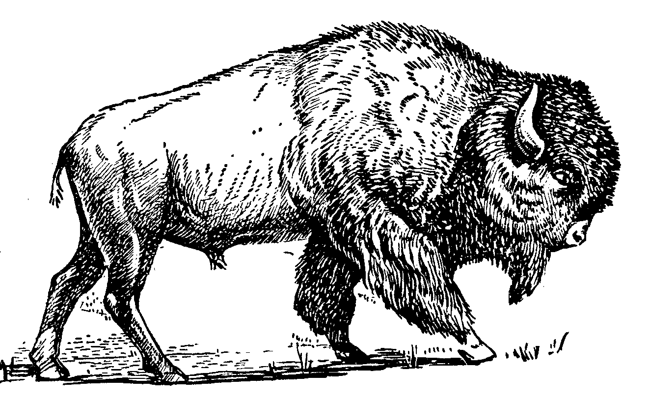 Buffalo gallery for bison clip art black and white