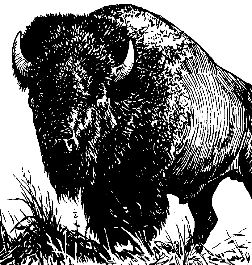 Buffalo usssp clipart 