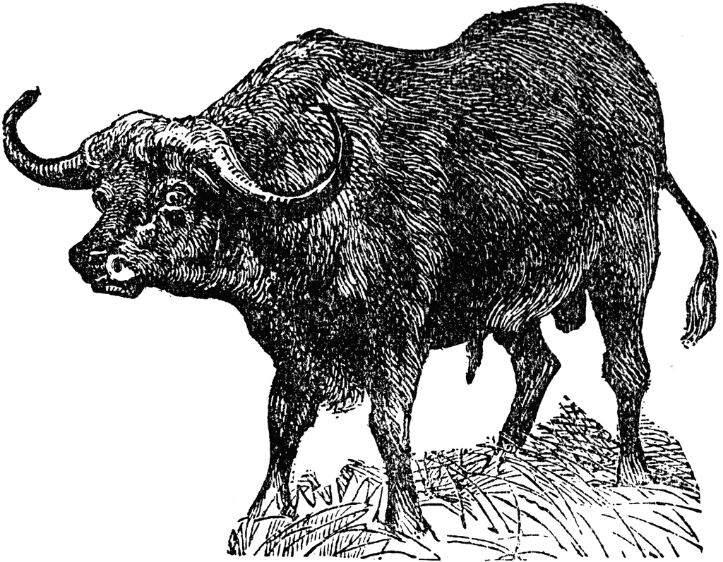 Cape buffalo clipart etc