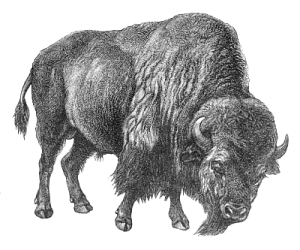 Free buffalo clipart clipart picture of