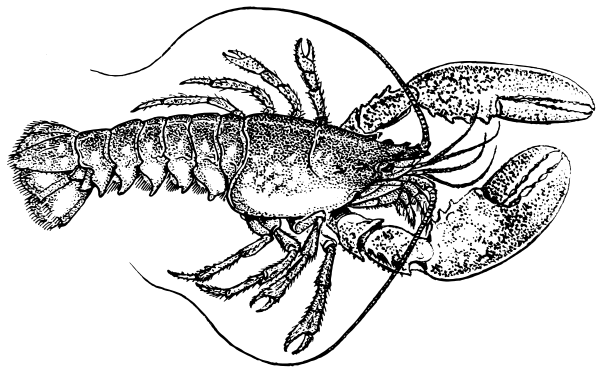 Free lobster clipart 1 page of public domain clip art