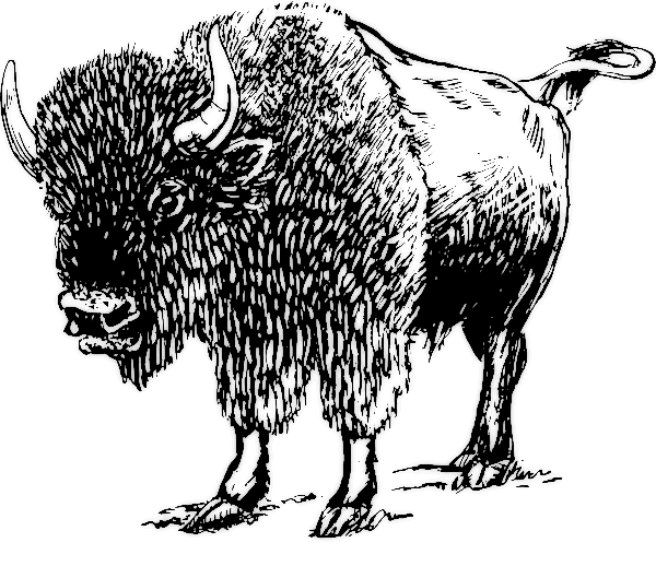 Gallery for buffalo clip art black and white 2