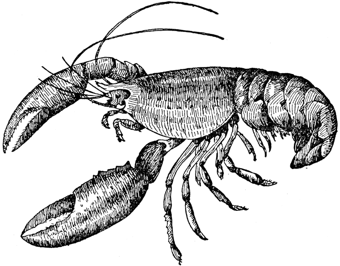 Lobster clipart 10