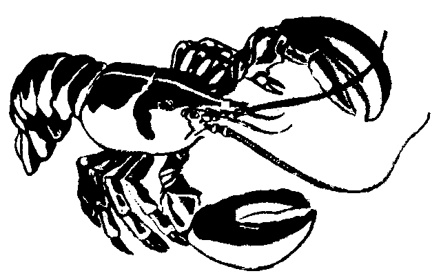Lobster clipart 12