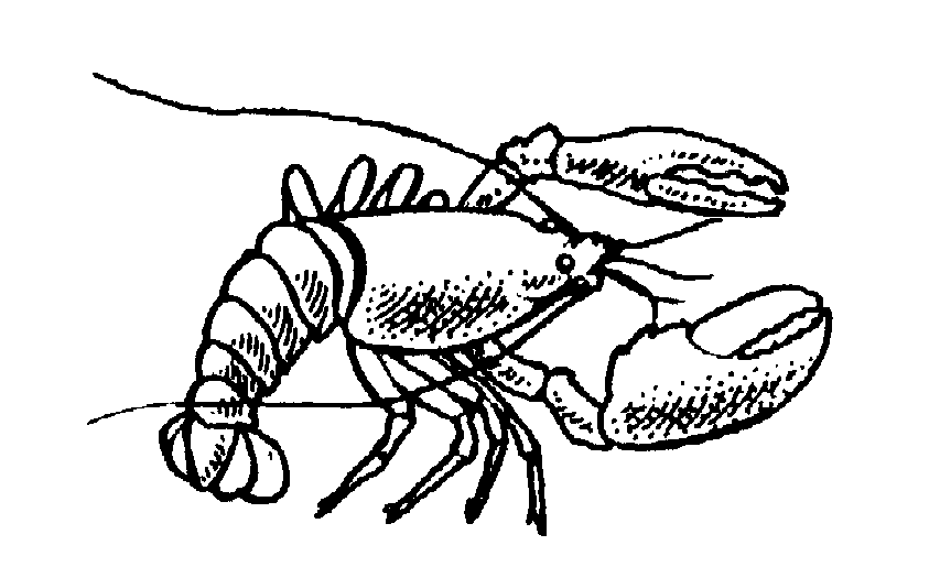 Lobster clipart 6