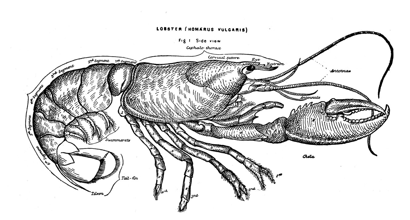 Vintage clip art lobster diagram the graphics fairy