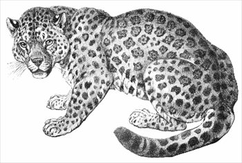 Free jaguars clipart free clipart graphics images and photos