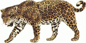 Jaguar clipart item 3 vector magz free download vector graphics