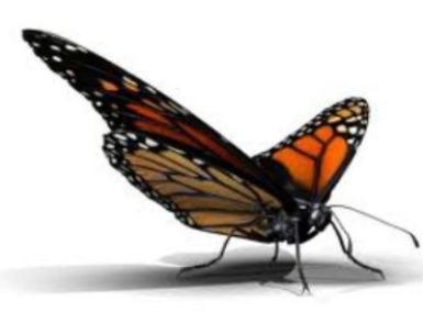 Monarch butterfly art clip art