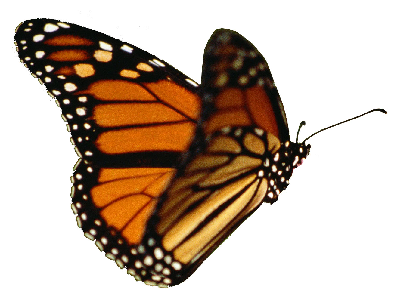 Monarch butterfly butterflies lessons tes clipart