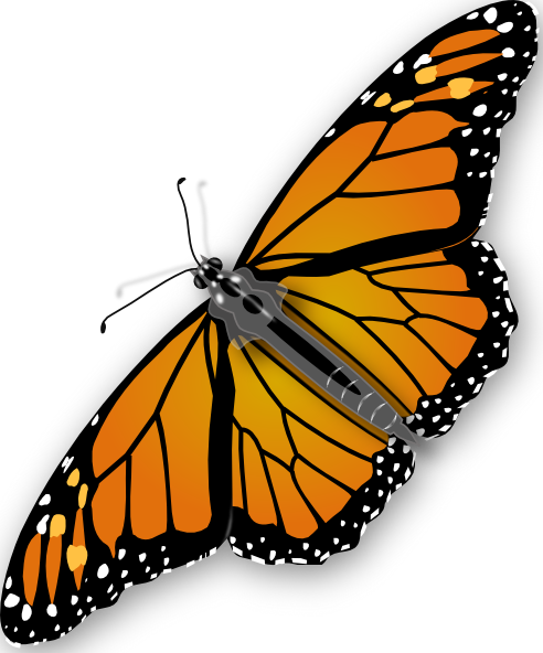 Monarch butterfly butterfly clip art at vector clip art