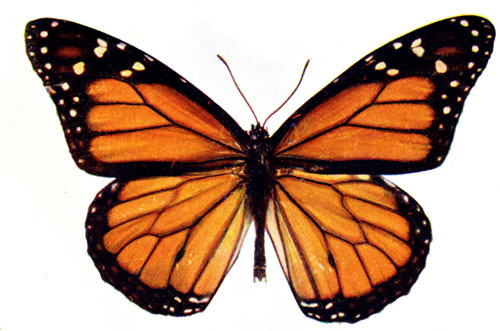Monarch butterfly butterfly clip art clipart