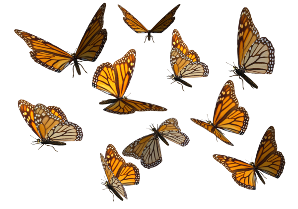 Monarch butterfly clipart by madetobeunique on