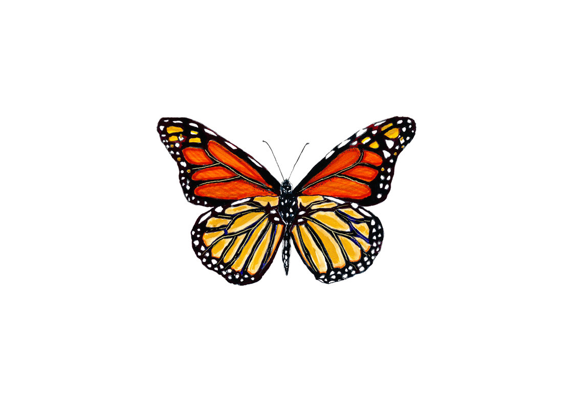 Monarch butterfly drawings clipart