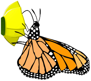 Monarch butterfly life cycle of a butterfly pictures 5 computer lab technology clipart