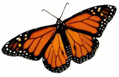 Monarch butterfly male  clip art