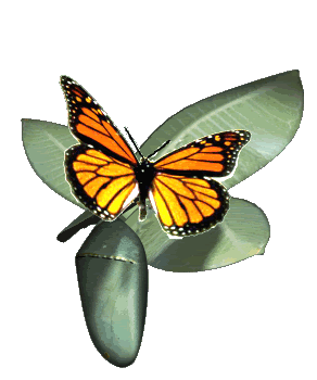 Monarch butterfly migration clipart clipart