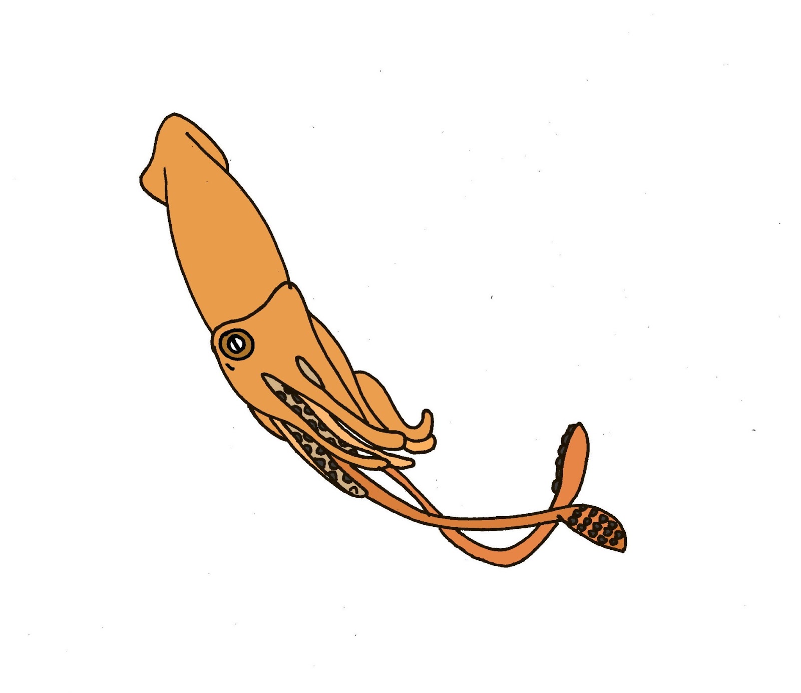 Squid clipart 6