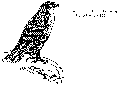 Hawk birds of north dakota clipart
