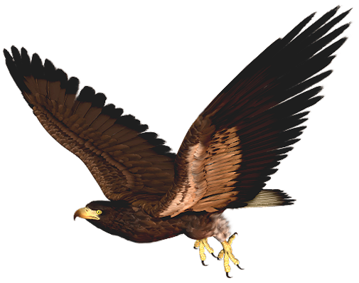 Hawk clipart
