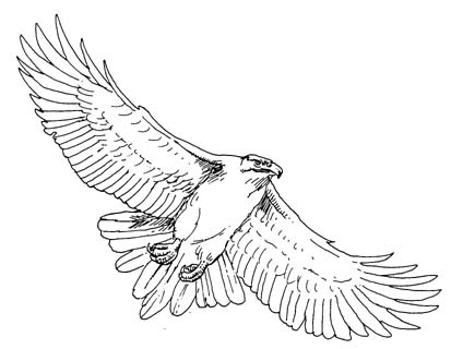 Image flying hawk outline clipart