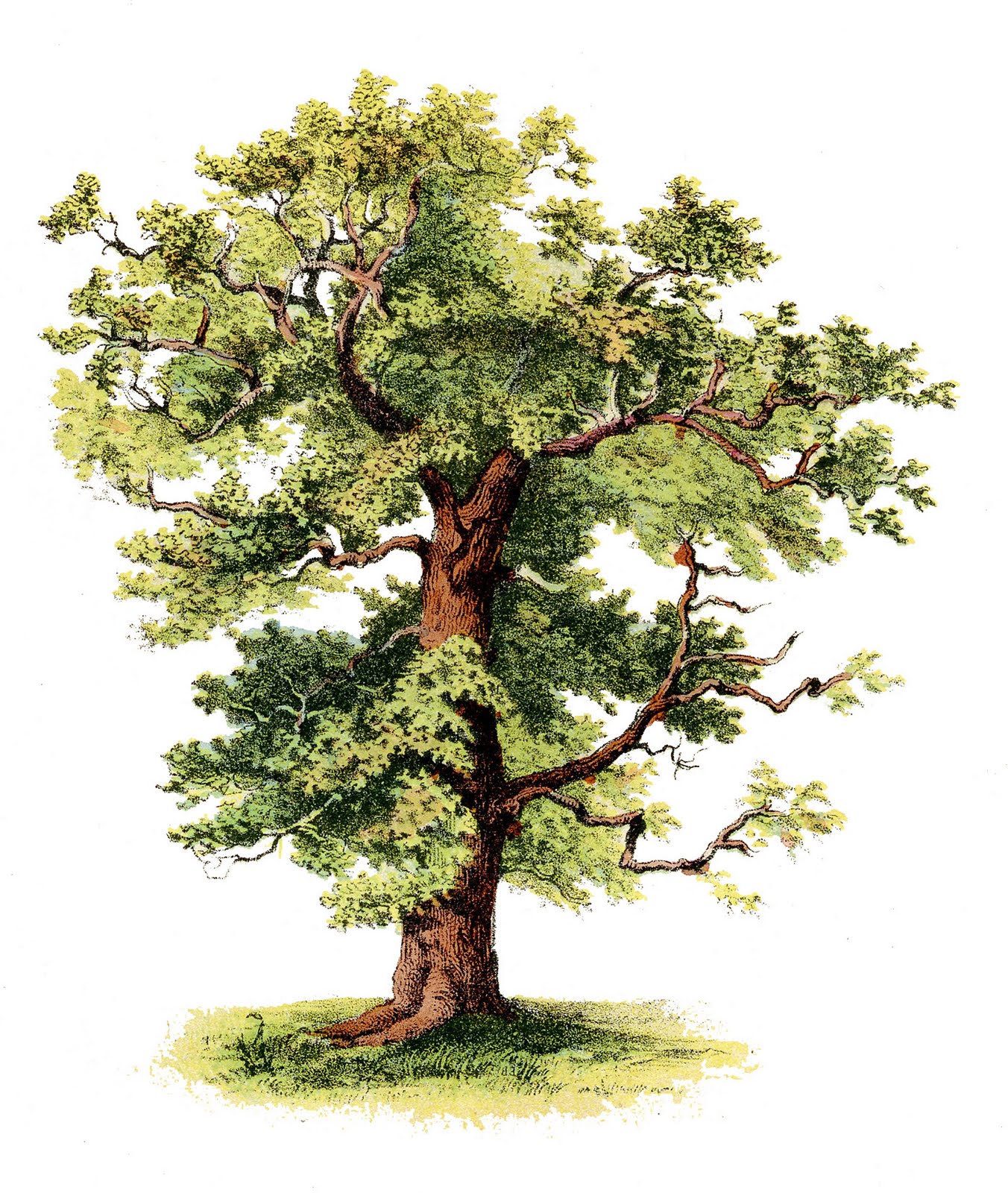 Oak tree clip art at vector clip art image