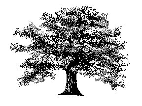 Oak tree free trees clipart free clipart graphics images and photos