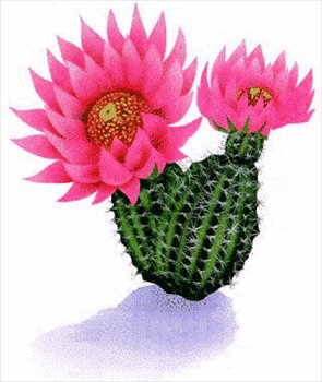 Free cactus clipart free clipart graphics images and photos