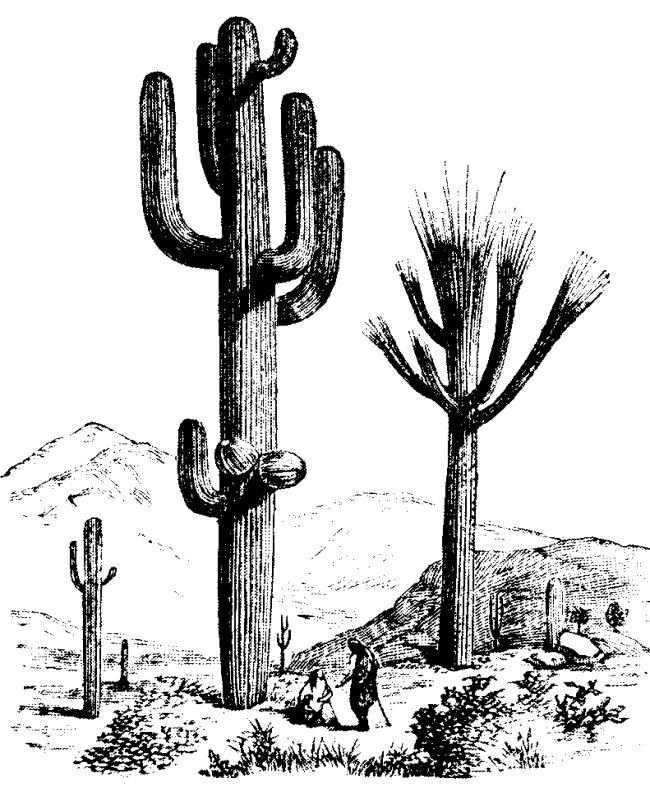 Saguaro cactus clip art