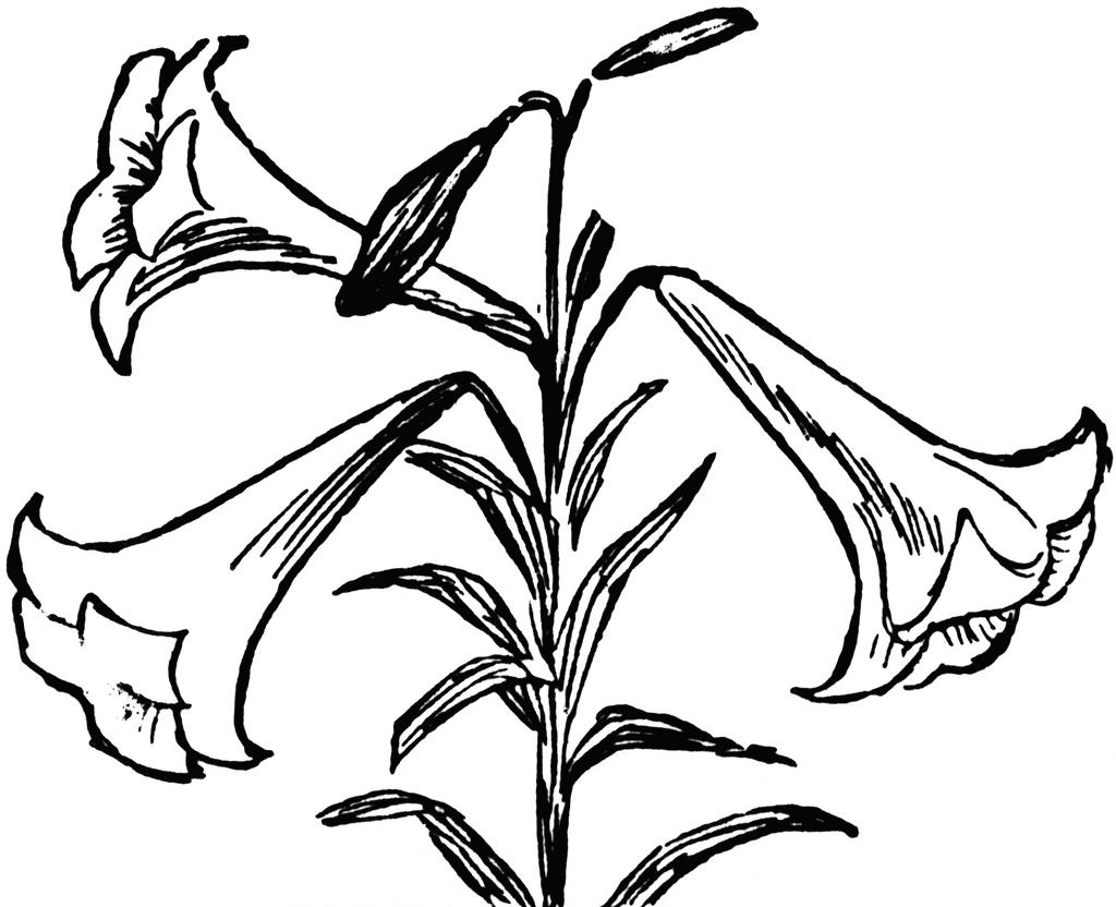 Easter lily clipart black and white