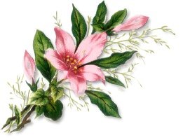 Free pink lily clipart free clipart graphics images and photos