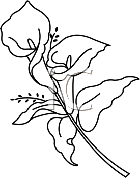 Image calla clip art lily