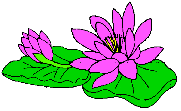 Image free water lily clip art