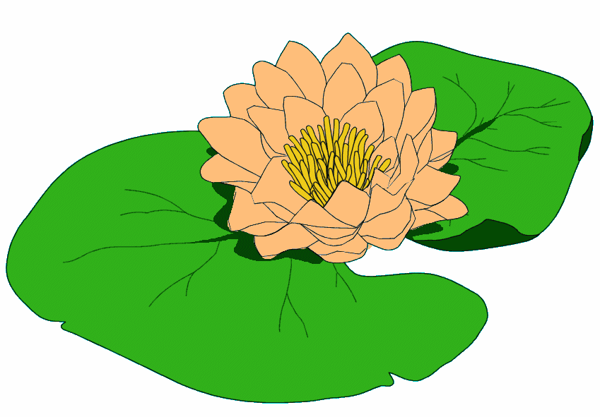 Image water lily flower clip art