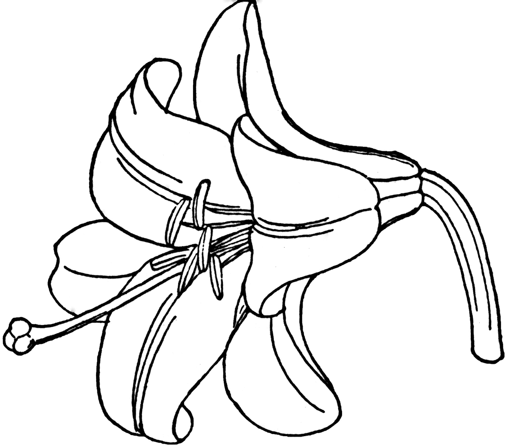 Lily image lilly clip art
