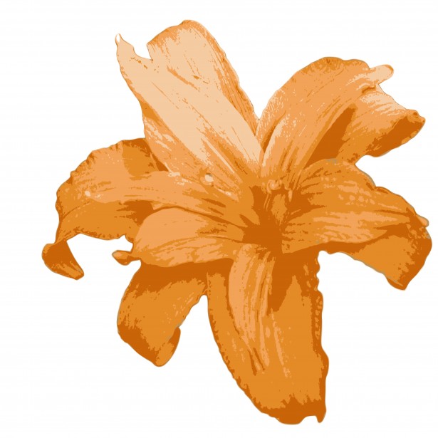 Orange lily flower clipart free stock photo public domain pictures