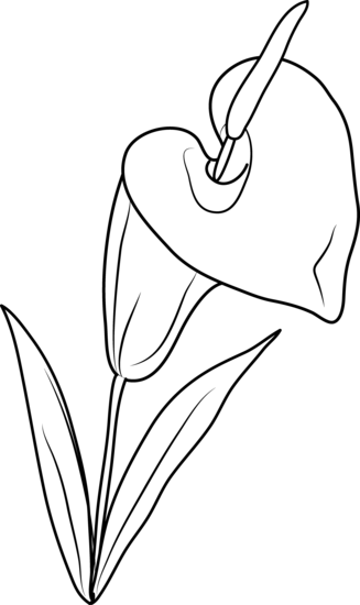 White lily flower clipart