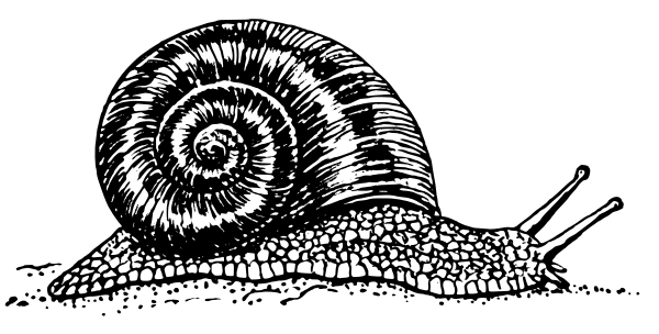 Free snail clipart 1 page of public domain clip art