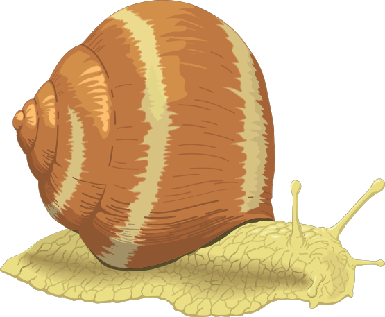 Sea snail clipart dromiag top