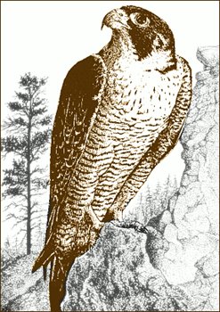 Free falcons clipart free clipart graphics images and photos