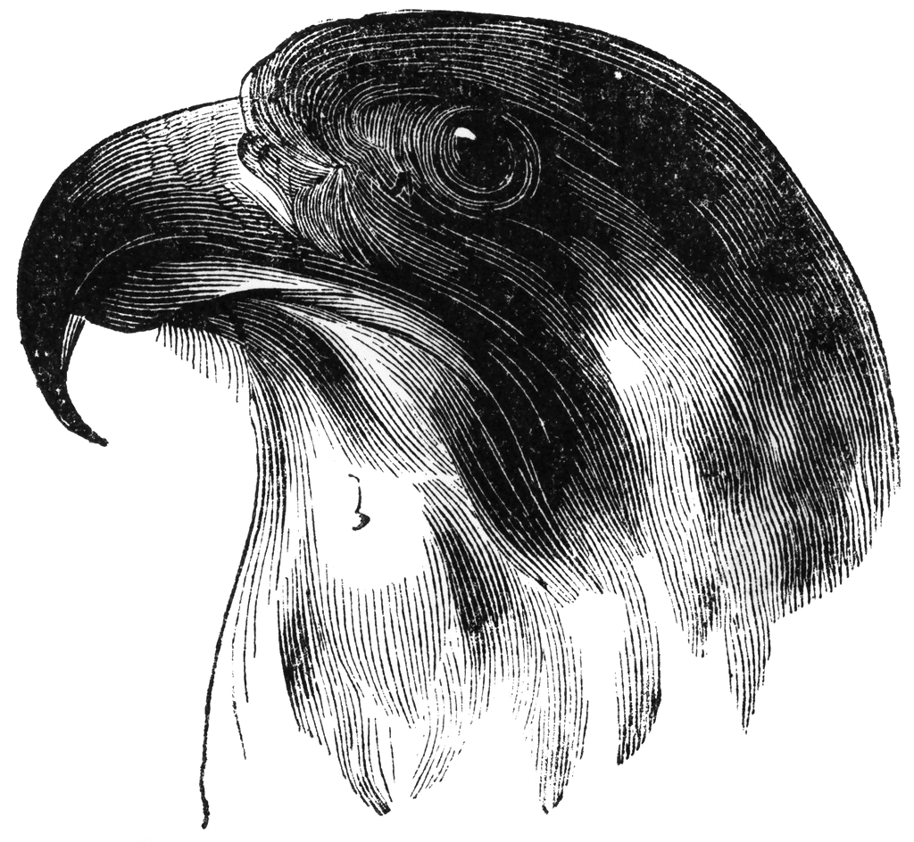 Head of a peregrine falcon clipart etc