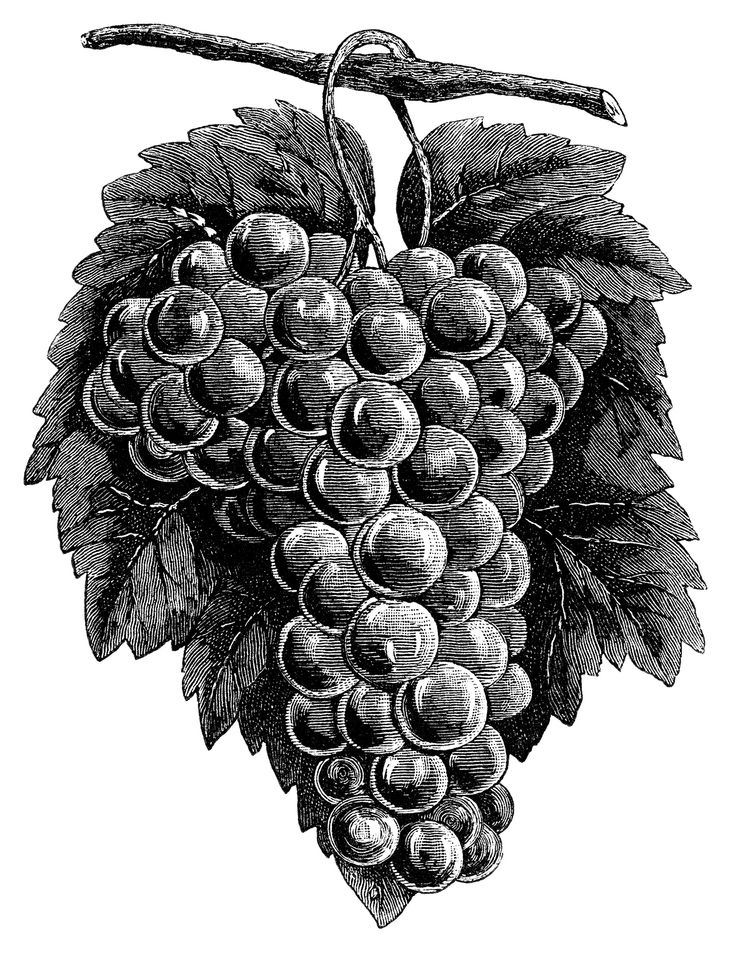 Cluster grapes clipart black and white graphics vintage food