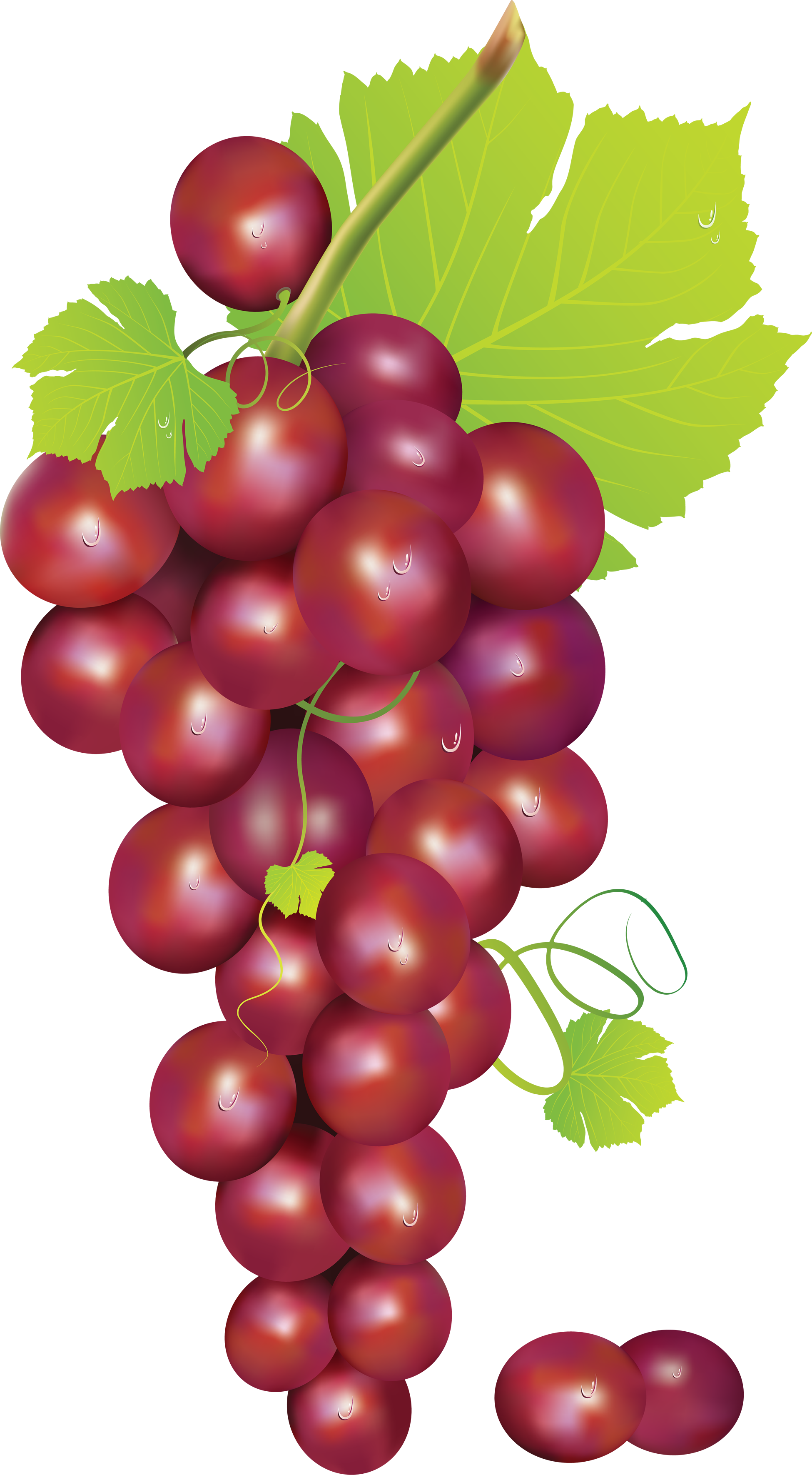 Grape 5 clip art